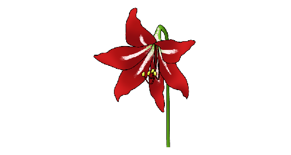 How To Draw Hippeastrum