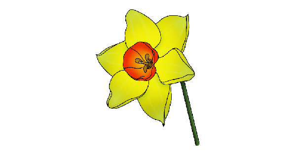 How To Draw Daffodil