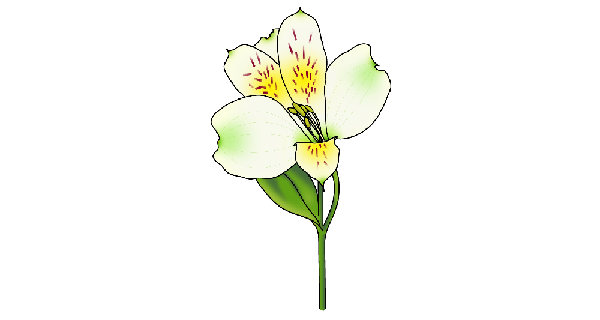 How To Draw Alstroemeria