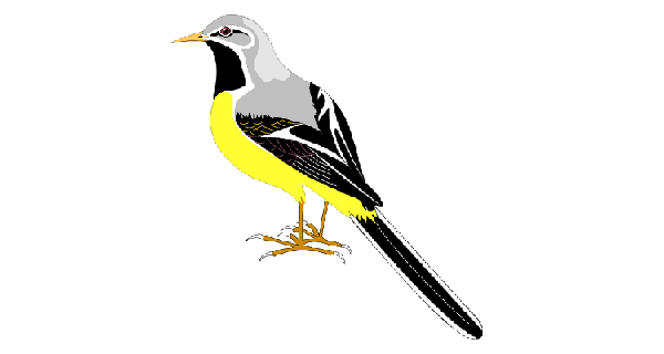 How To Draw Grey Wagtail